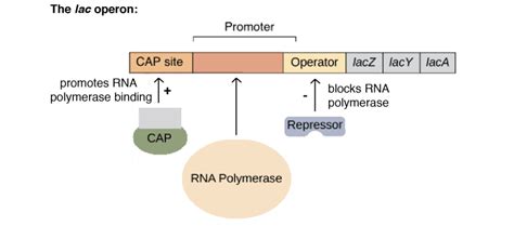 Lac Operon: Mechanism and Regulation • Microbe Online