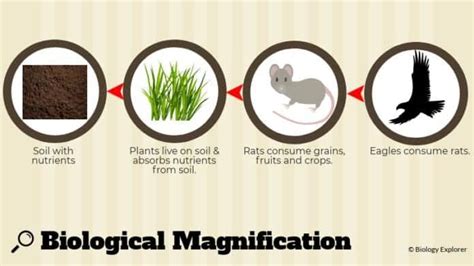 Biological Magnification | Definition, Examples, Causes & Effects