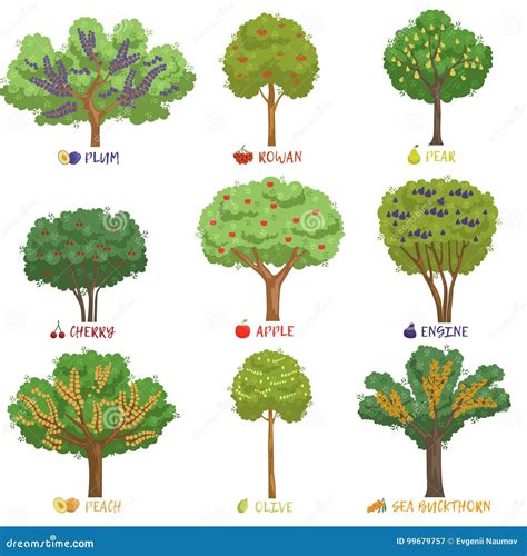 Different Fruit Trees Sorts with Names Set, Garden Trees and Berry Bushes Vector Illustrations ...