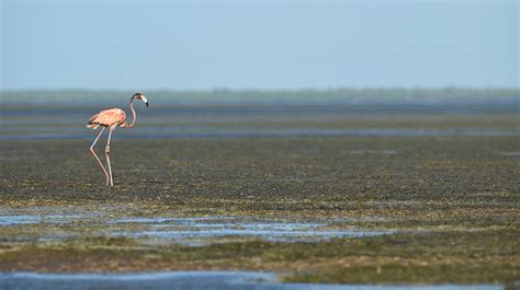 A Case for Wild Flamingos Calling Florida Their Home - The New York Times