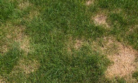 How to to Get Rid of Brown Patch Fungus on Grass