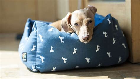 The 5 Best Waterproof Dog Beds | Durability Matters