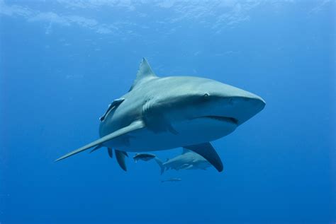 Bull Shark Wallpapers - Wallpaper Cave