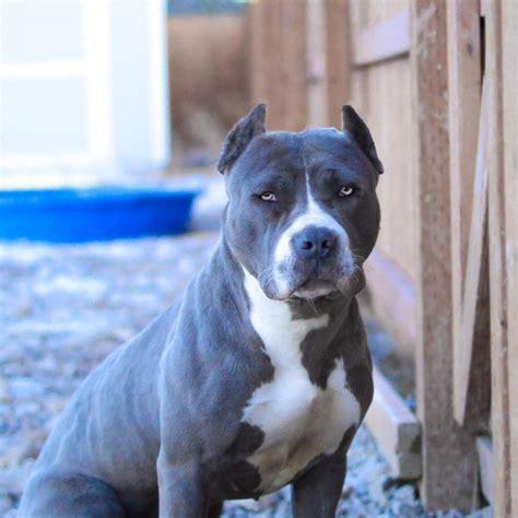 Blue Nose Pitbull Puppies for sale | Blue Pitbull | Red Pitbulls | Blue ...