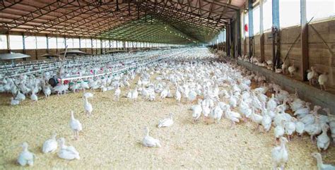 1000 Broiler Chicken Farming Project Model Report | Agri Farming