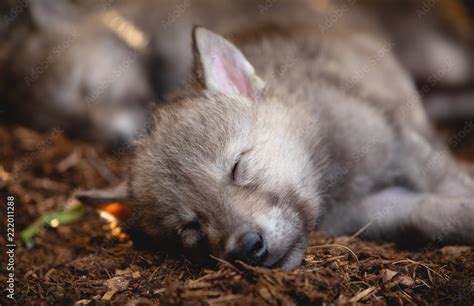 Sleeping Wolf Puppies Stock Photo | Adobe Stock