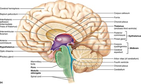 12.3 The diencephalon includes the thalamus, hypothalamus, and epithalamus | Brain anatomy and ...