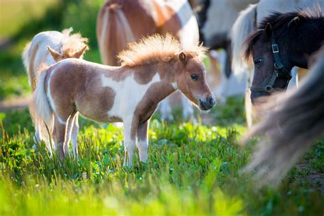 Dwarf Miniature Horses