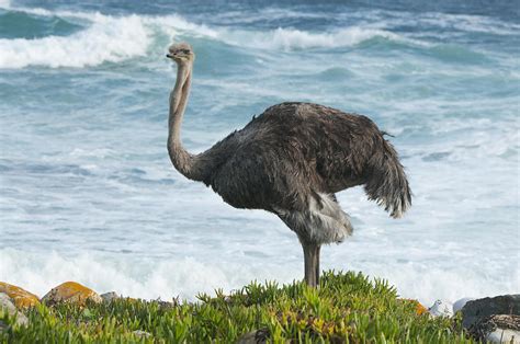 Ostrich Female South Africa Photograph by Kevin Schafer