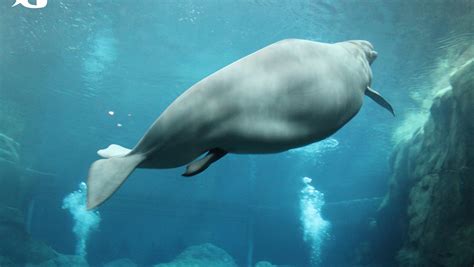 Baby beluga whale born at Georgia Aquarium