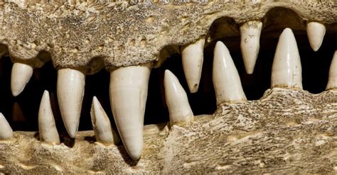 Alligator Teeth: Everything You Need to Know - IMP WORLD