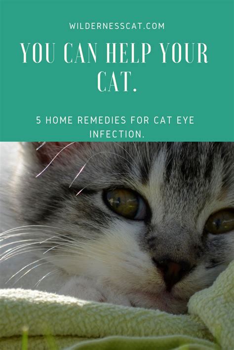 Home Remedies for Cat Eye Infection - Wildernesscat