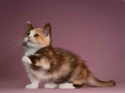 Munchkin | Cat Breed Information & Facts – Pictures | Pets Feed