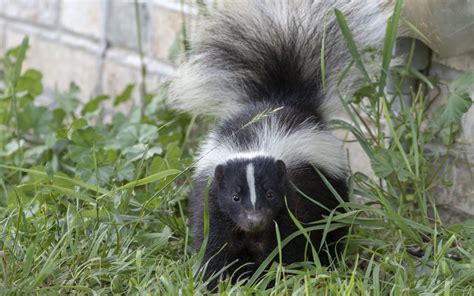 Skunk Control: Why do Skunks Spray and Other Interesting Facts | ABC ...