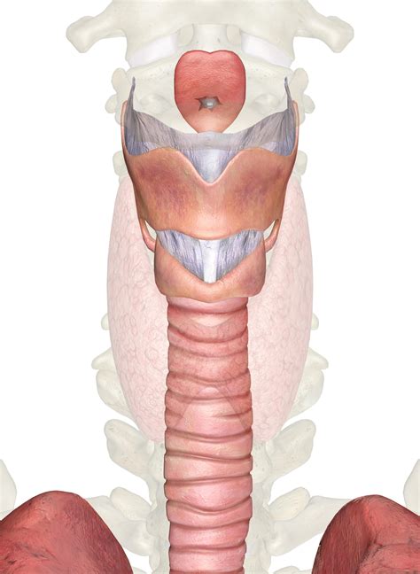 The Larynx: Anatomy and 3D Illustrations