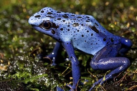 Poison Dart Frog | Characteristics, Habitat & Facts | Study.com