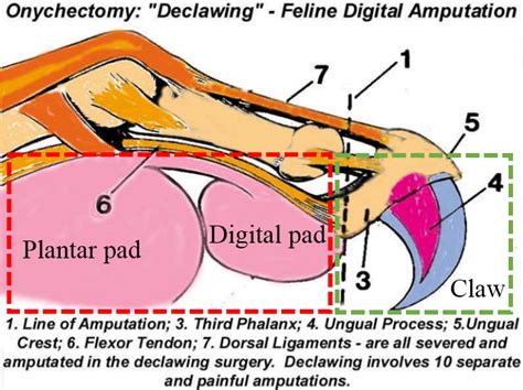 The skeletal structure of a cat claw [23]. | Download Scientific Diagram