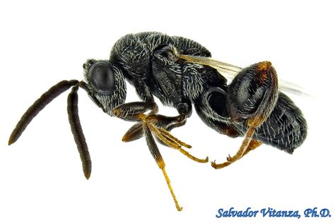 Hymenoptera-Chalcididae-Subfamily Haltichellinae-Chalcidid Wasps (D) - Urban Programs - El Paso ...