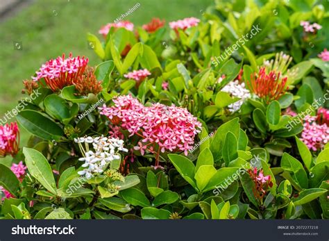 31,820 Ixora Plant Images, Stock Photos & Vectors | Shutterstock