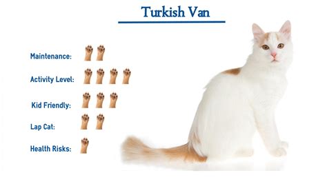 Turkish Van Cat Breed… Everything You Need to Know at a Glance!