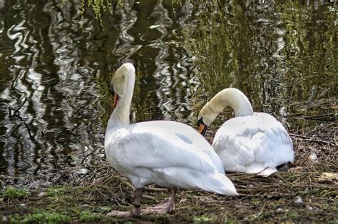 Premium Photo | White swan on lake