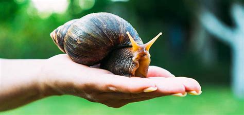 Giant African Land Snail - Can You Keep This Mighty Mollusc As A Pet?