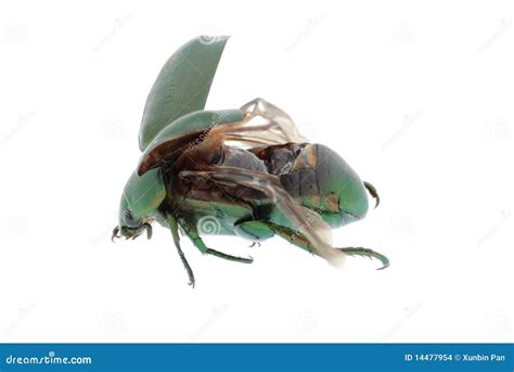 Scarab Beetle. Life Cycle Royalty-Free Stock Image | CartoonDealer.com #158415298