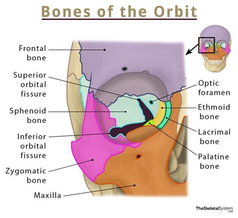 Bones of the Orbit - Names, Location, Anatomy, & Pictures