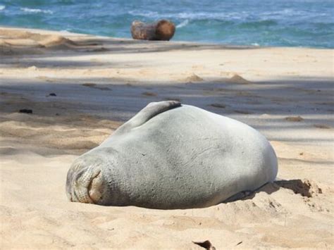 Hawaiian Monk Seal Facts | Hawaiian Monk Seal Habitat & Diet