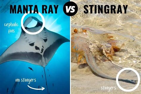 Manta Ray Vs Stingray: How To Tell Them Apart (+ Pictures)