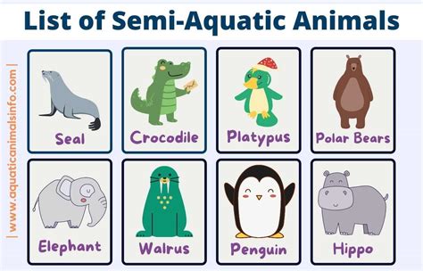 Aquatic Animals - Complete overview with Pictures | Animals' Space