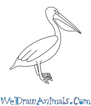 How to Draw a Pelican