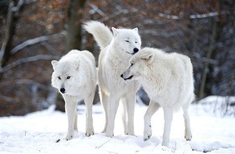 Arctic wolf - Alchetron, The Free Social Encyclopedia