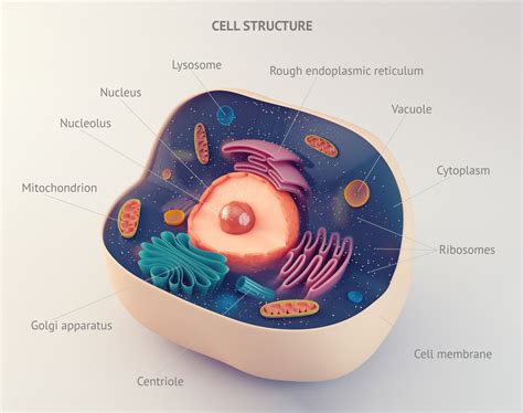 Vacuole Analogy - Biology Wise