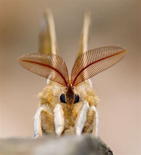 Cute Moths: A Close-Up Look at These Adorable Insects