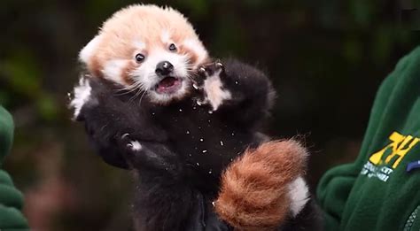 Rare Baby Red Panda That ‘Gave Hope’ for Endangered Species Effort Gets its First Exam –WATCH