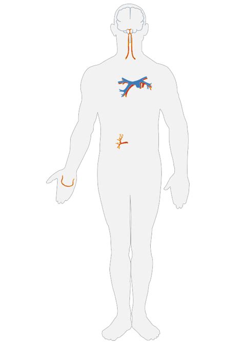 Blood Vessel Structure and Function – Boundless Anatomy and Physiology