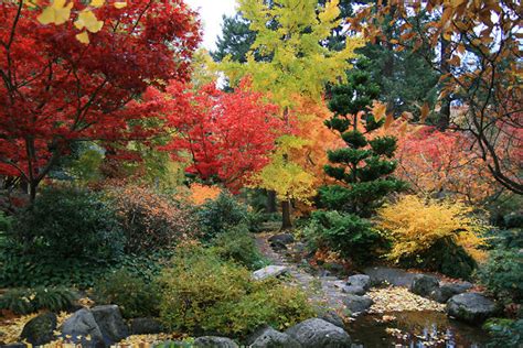 Summer Care Tips For Japanese Maples | How to Care For Japanese Maples