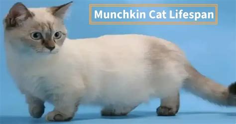 Exploring the Unique Journeys of Munchkin Cat Lifespan years