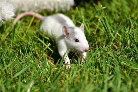 Pet Rat Care Guide 101: Rat Care in 9 Steps | Animallama