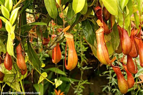 Names Of The Tropical Rainforest Plants