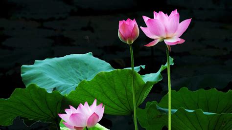 Lotus Flower Wallpapers - Top Free Lotus Flower Backgrounds - WallpaperAccess