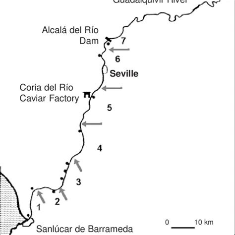 Map of the Guadalquivir estuary, localities and river sections ...