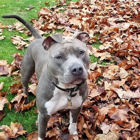 20 Interesting Facts About Blue Nose Pitbull Dog Breed ⋆ American Bully Daily