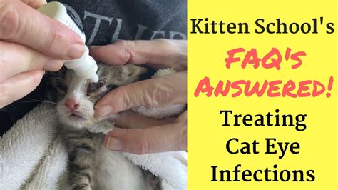 How I Treat a Kitten or Cat Eye Infection at Home – HousePetsCare.com