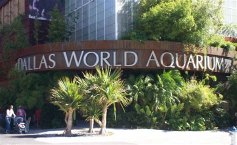 Discover Dallas World Aquarium, One of the Most Popular Things To Do in Dallas