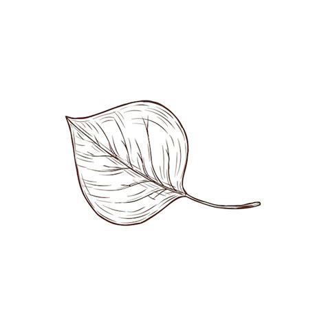 Premium Vector | Sketch aspen leaf vector autumn foliage element