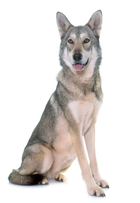 Saarloos wolfdog - Temperament, Lifespan, Shedding, Puppy