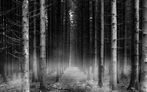 Black Forest Wallpapers - Wallpaper Cave