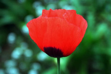 Free photo: Red poppy flower - Wild, Outdoors, Wallpaper - Free Download - Jooinn